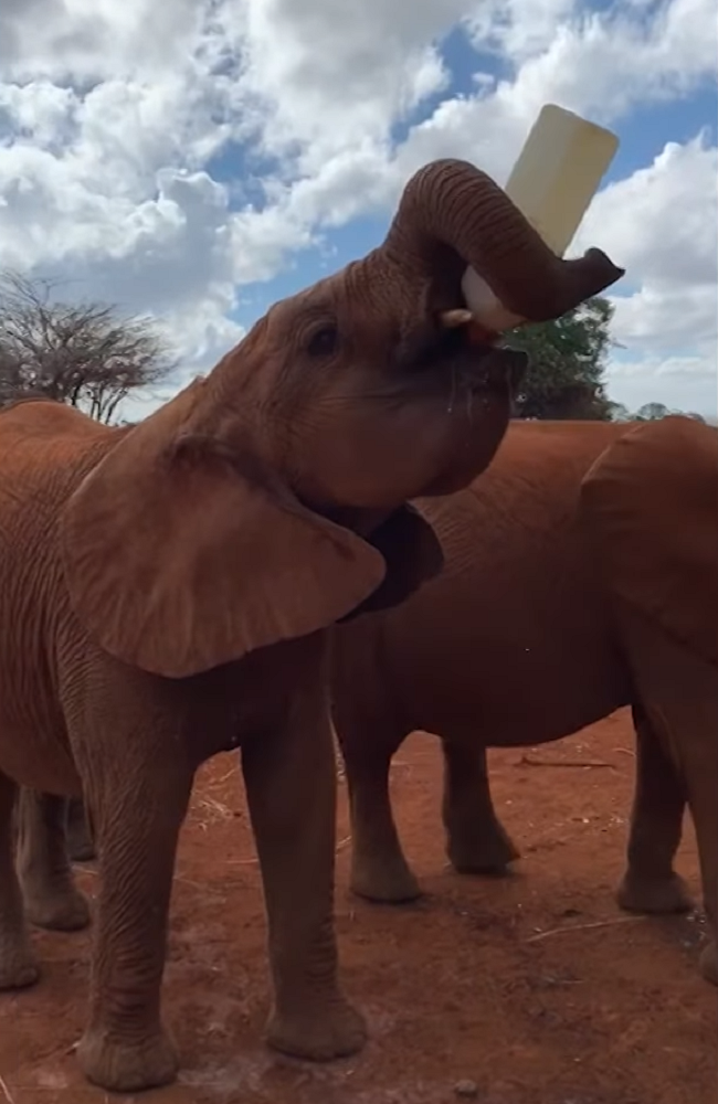 Осиротевшим слонятам доказали, что не все люди жестоки природа