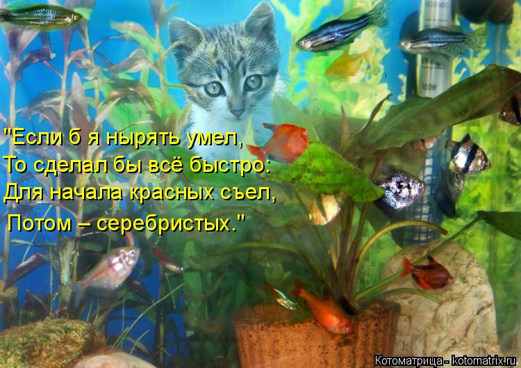 Котоматрица: "Если б я нырять умел, То сделал бы всё быстро: Для начала красных съел, Потом – серебристых."