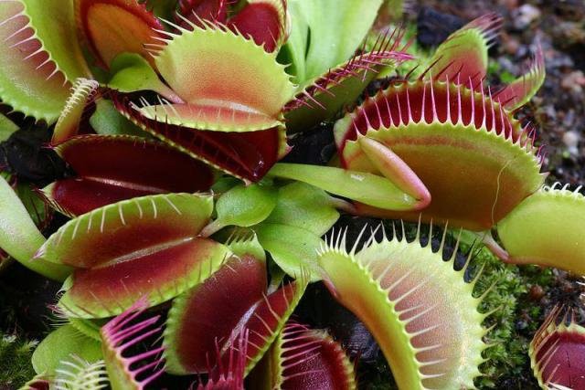 7. ВЕНЕРИНА МУХОЛОВКА / DIONAEA MUSCIPULA прикол, природа, растения, факты