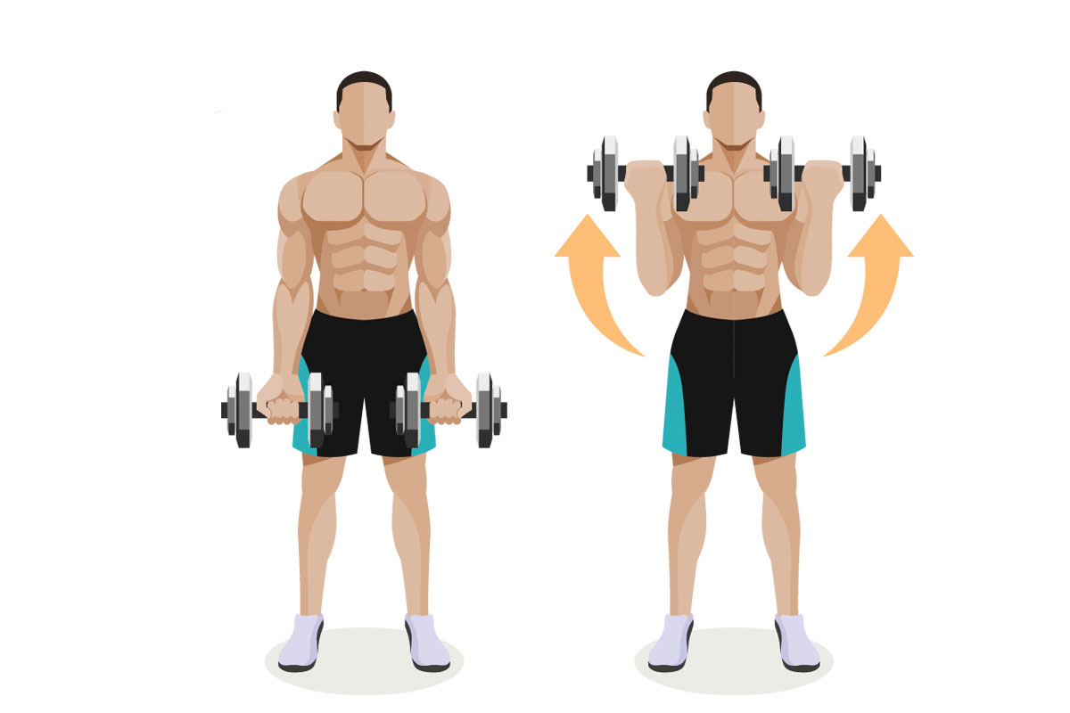 Подъем гантелей на бицепс