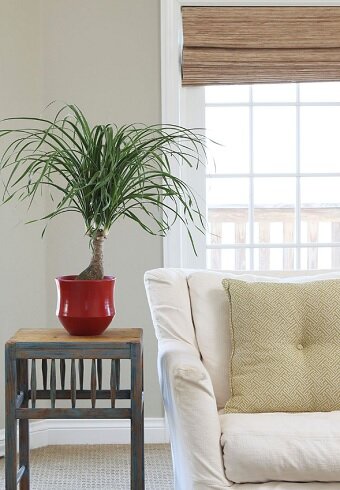 5 тропических комнатных растений, которые практически не требуют ухода комнатные растения,цветоводство
