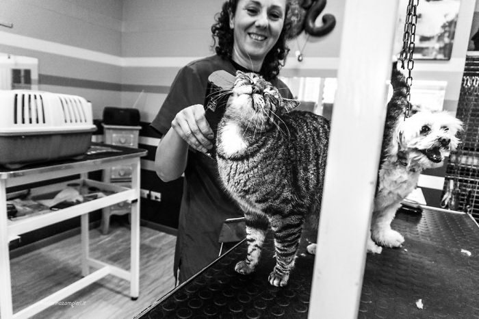 Счастливые кошки Счастливые кошки