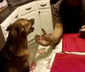 С этими хохотушками вы на 100% отдохнёте от всех забот! Смотрим! С этими хохотушками вы на 100% отдохнёте от всех забот! Смотрим! позитив