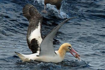 Где обитает в природе белоспинный альбатрос? Описание и фото птицы