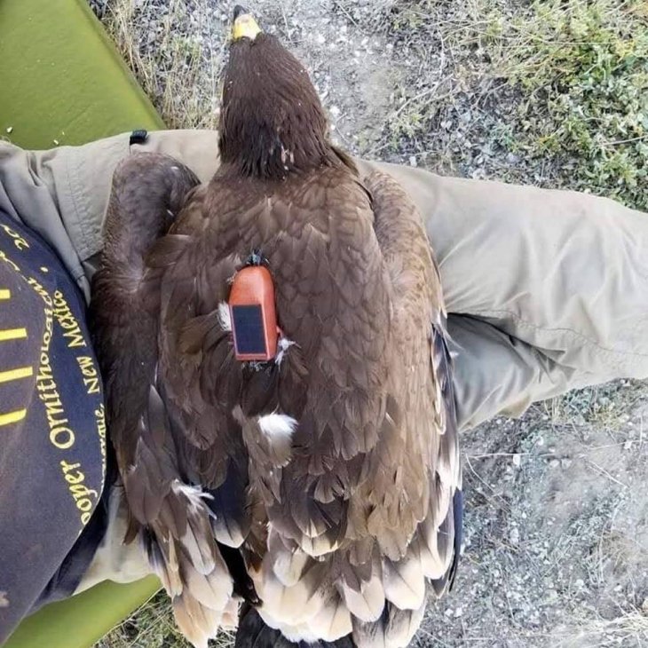 Полет длиною в жизнь: GPS-трекер рассказал о том, где побывал орел за 20 лет орнитология,птицы,путешествие