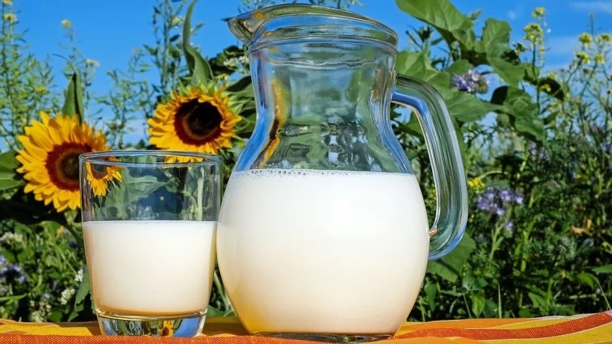 «Золотое молоко» признали напитком здоровья и долголетия Общество