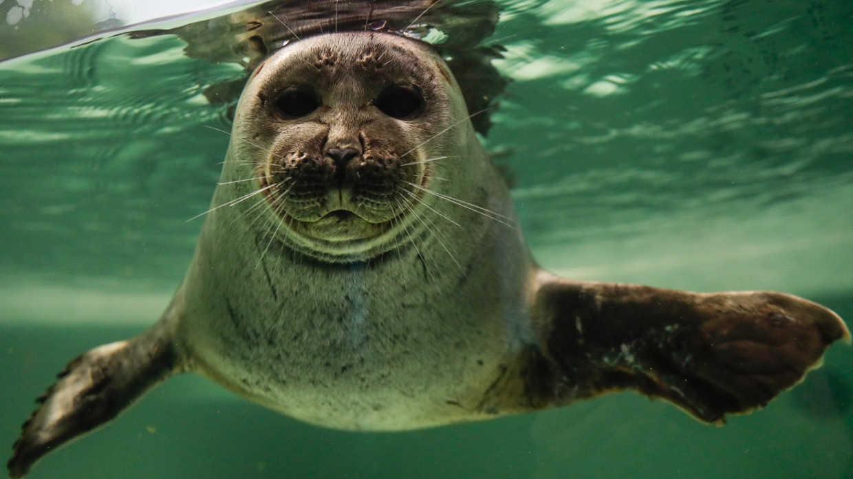 Сотрудники заповедника показали в фильме один день из жизни байкальской нерпы