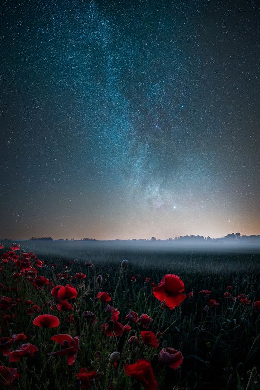 Poppies and stars
