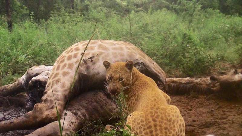 Редчайший «земляничный» леопард замечен в Южной Африке