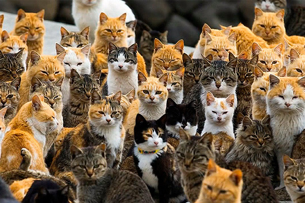 Остров Тасиро, Япония животные, коты