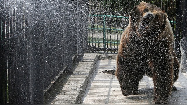 WT: США нужен лидер, который одолеет «русского медведя» 