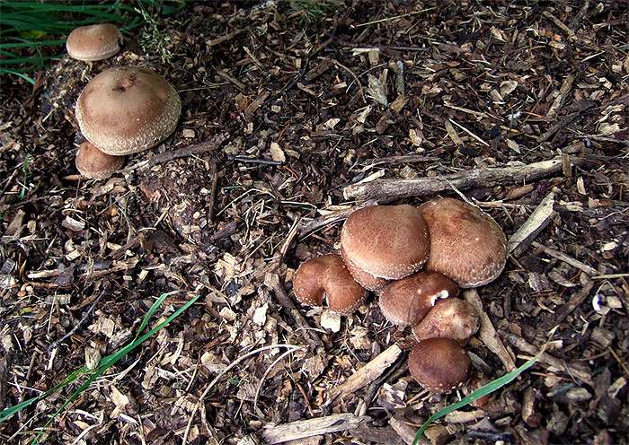 Какие грибы самые полезные. Все, что нужно знать в начале грибного сезона более, заболеваниями, обыкновенная, самый, грибов, самых, достаточно, много, полезный, которые, серебра, шиитаке, граммов, веселка, нашего, лисички, также, веселки, основе, обнаружен