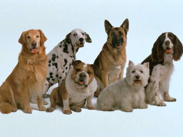 Собака друг человека.* Собака, питомец, кинология, шкода, ветеринар, золотистый ретривер, немецкая овчарка, длиннопост