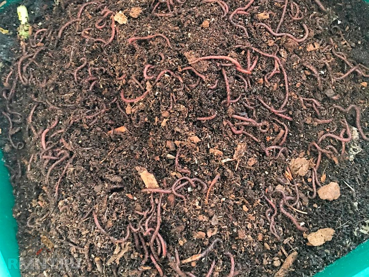 Как развести червей в домашних условиях. Биогумус калифорнийский червь. Биогумус калифорнийские черви. Компостные калифорнийские черви. Калифорнийский червь навозный червь.