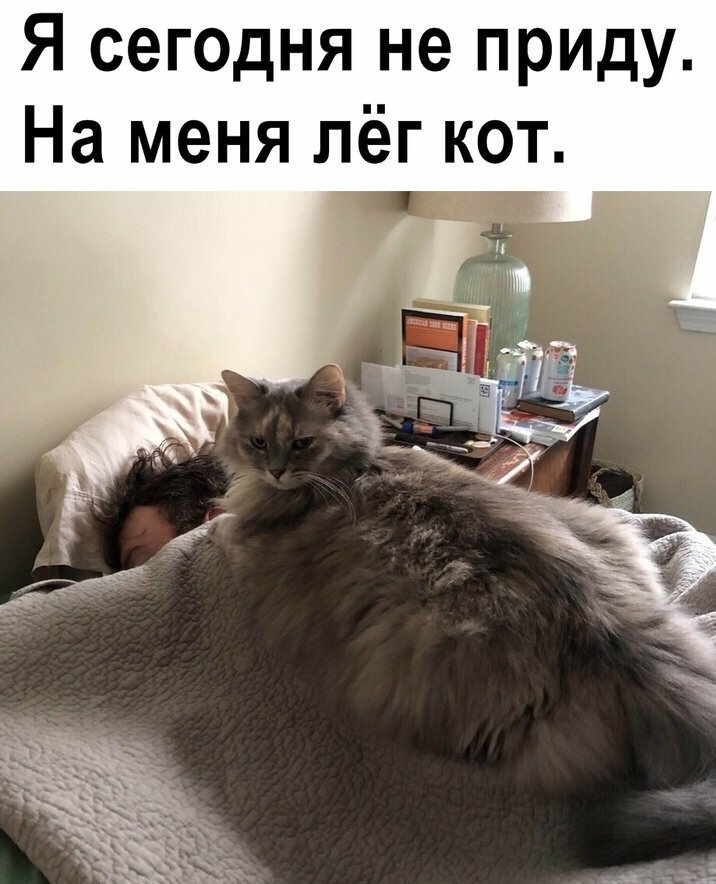 Первым, что бросилось Сереге в глаза, был кот. И последним демотиваторы,животные,позитив,Смешные животные,юмор