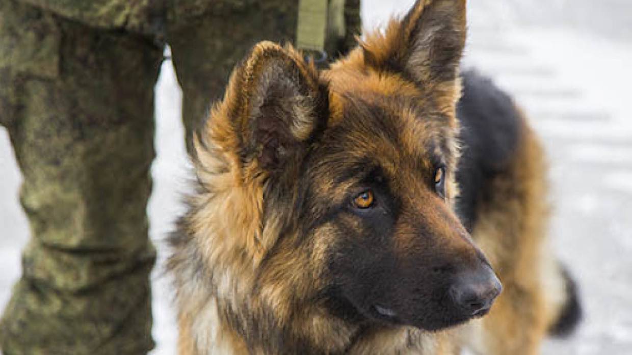 Собака помогла спасти пропавшую в Вологде 14-летнюю школьницу