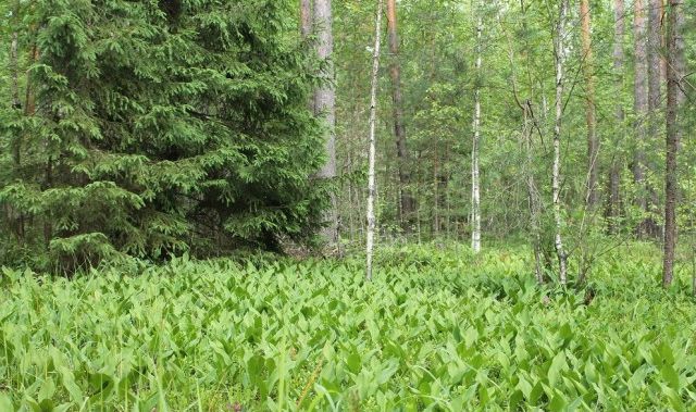 Летние прогулки в поисках грибов грибы, лес, лето