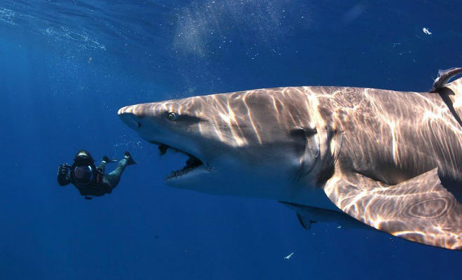 Дайвер думал, что акула вышла на охоту, но хищник пришел предупредить