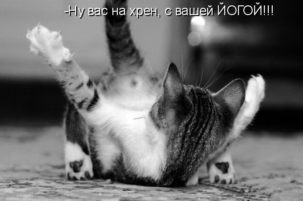 Смешные и забавные кошки Смешные и забавные кошки