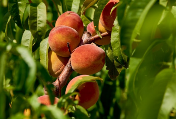 В Севастополе начался сбор урожая персиков