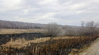 Возгорание травы в Залесовском районе / Фото: t.me/aleksandr_plasteev