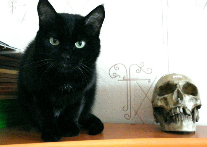 Скоровские истории: Жалоба эуфиллинщика Скоровские истории: Жалоба эуфиллинщика болезни,бронхиальная астма,здоровье,истории из жизни,медицина,эуфиллин