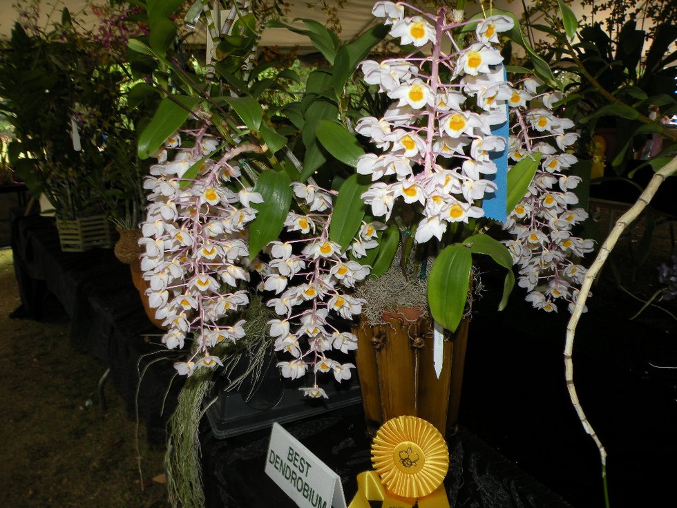 Фестиваль орхидей в Токио (Япония)