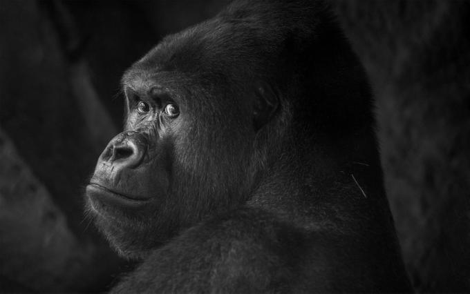 Угроза заражения коронавирусом нависла и над высшими приматами зоопарки,коронавирус,приматы