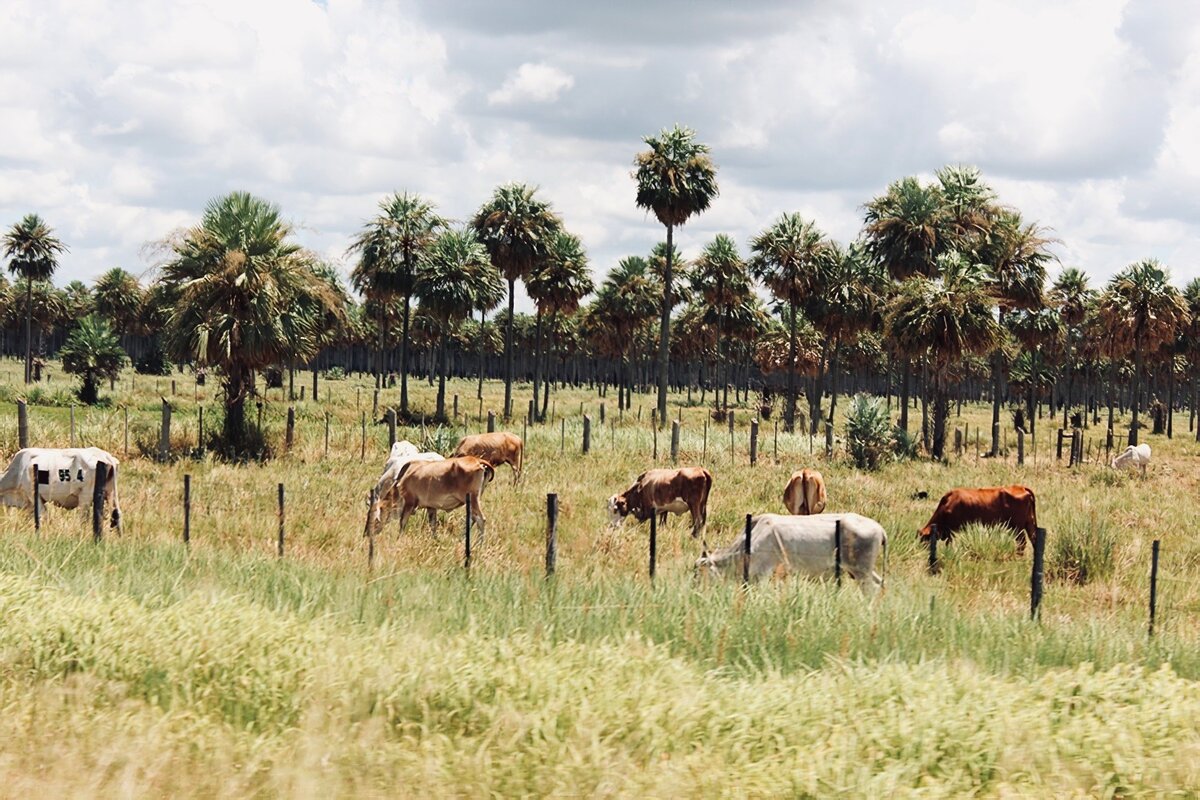Сельское хозяйство аргентины. Уругвай сельское хозяйство. Сельский туризм. Парагвай ферма. Хозяйство парагвая.