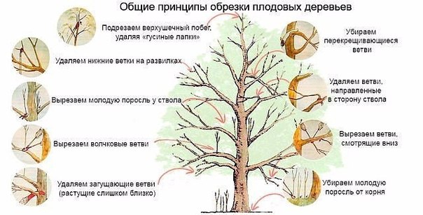Осенью не смогли провести обрезку старых яблонь. Когда можно приступить к этой работе?