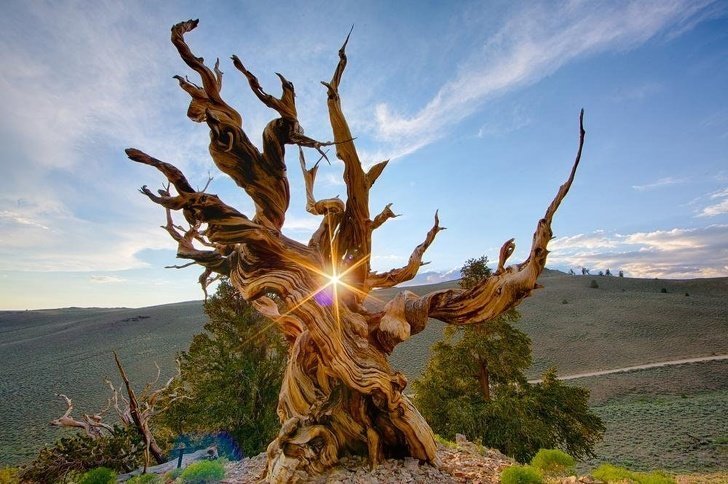 4. Потрясающее изображение самого старого дерева в мире (сосна остистая Мафусаил, возраст - около 5 тыс. лет) - в белых горах Национального заповедника Иньо (Калифорния, США) без фотошопа, вы не поверите, места, природа, реальность, удивительные, чудеса