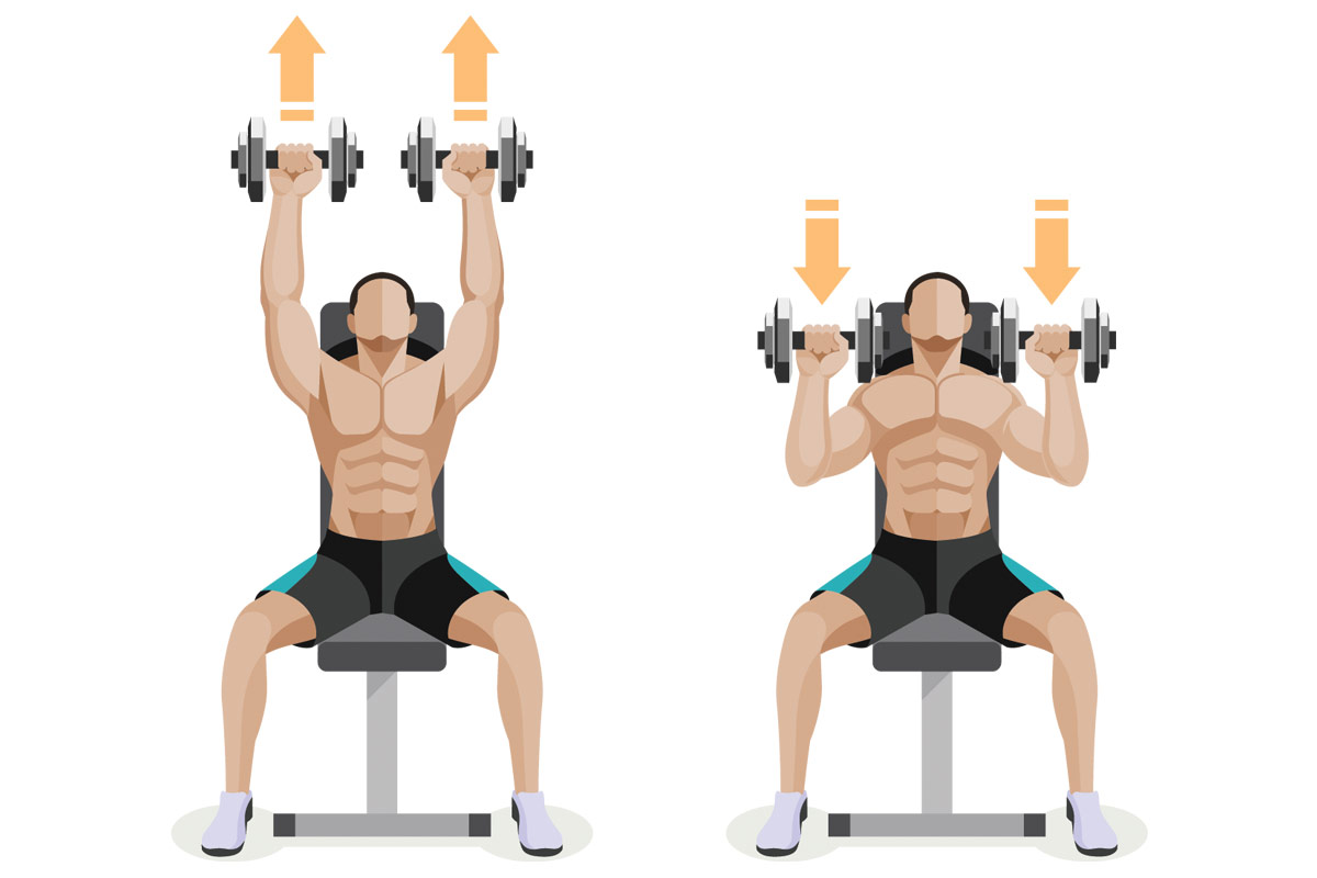 Жим гантелей сидя