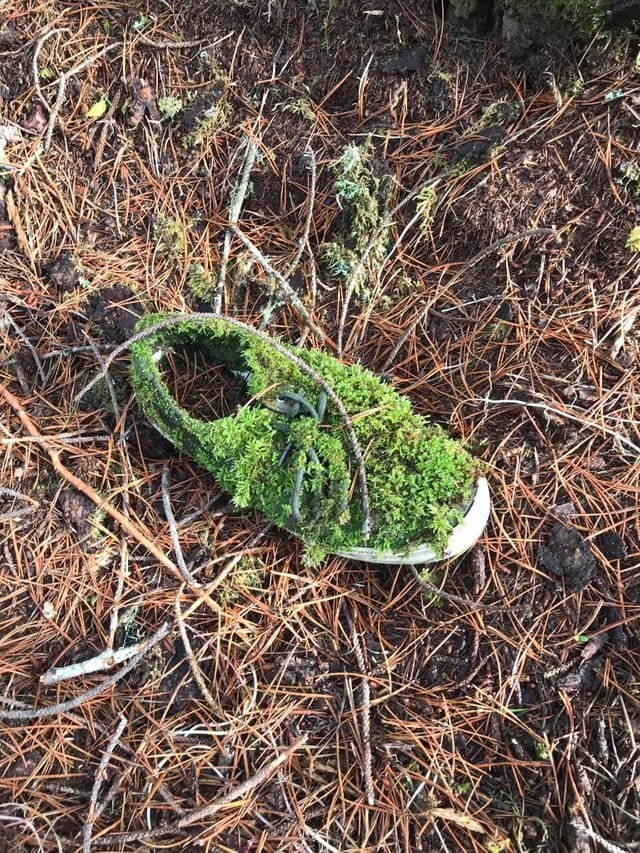 10. «Ботинок в лесу» в мире, подборка, природа, удивительно, фото