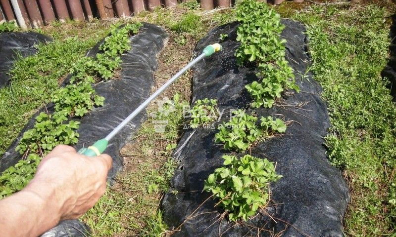 Результат пошуку зображень за запитом Чем можно подкормить клубнику осенью "