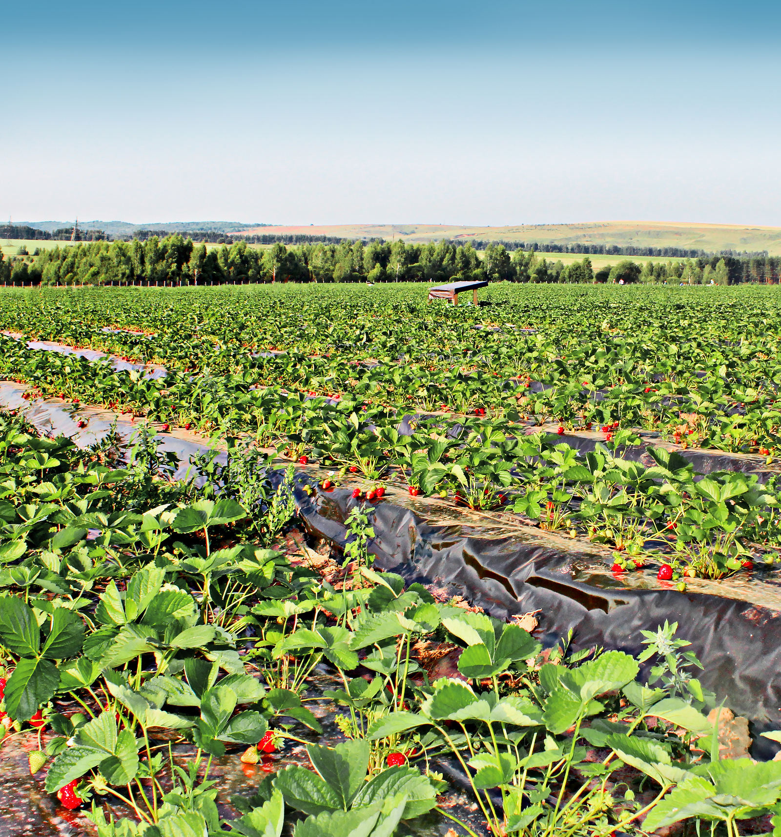 Подробно о выращивании ягод в промышленных масштабах