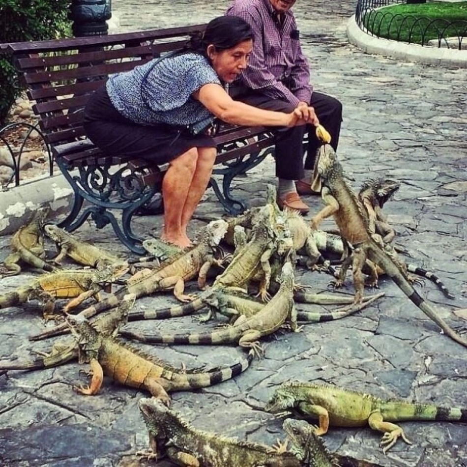 «Голуби» в Эквадоре