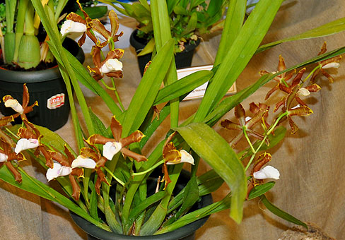 Мильтония (Miltonia) Мильтония (Miltonia)