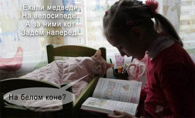 Первым, что бросилось Сереге в глаза, был кот. И последним демотиваторы,животные,позитив,Смешные животные,юмор