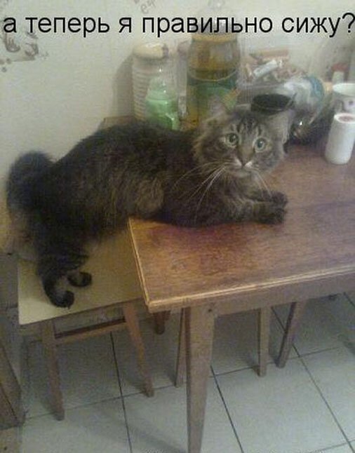 Первым, что бросилось Сереге в глаза, был кот. И последним демотиваторы,животные,позитив,Смешные животные,юмор