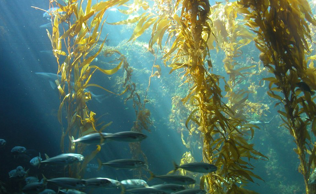 Продукты, которые делают зубы здоровыми и крепкими Продукты, которые делают зубы здоровыми и крепкими еда