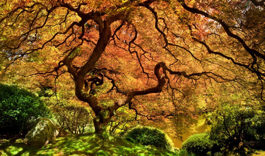 Японский клен деревья, красота, мир