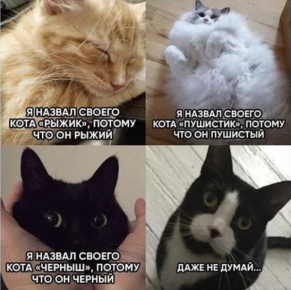 Немного позитива вам в ленту