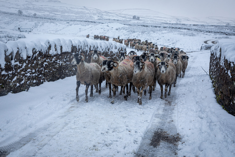 Feed me feed me by John Gilbert on 500px.com