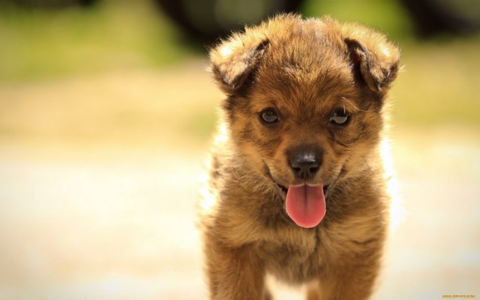 20 фото беспородных собак, сделанных с любовью 