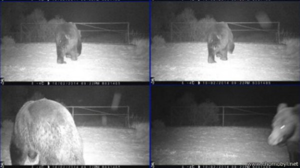 Фотоловушки зафиксировали в чернобыльской зоне бурого медведя