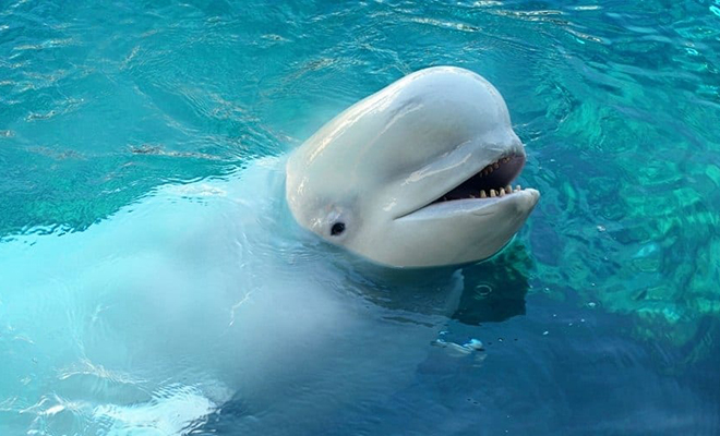 Дельфин использовал воду и достал с берега мяч, до которого не мог дотянуться. Видео