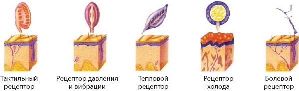 Рецепторы кожи рисунок