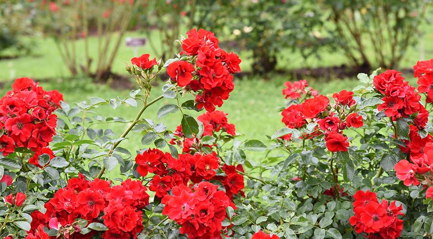 Красные розы для вашего сада: самые яркие, самые устойчивые и зимостойкие Германия, флорибунда, Цветки, полумахровые, чайногибридная, рамблер, яркокрасные, диаметре, высотой, Olympisches, болезням, устойчив, мелкие, Erotika, Eroica, Erotica, Tantau, цветками, почвопокровная, Alberich