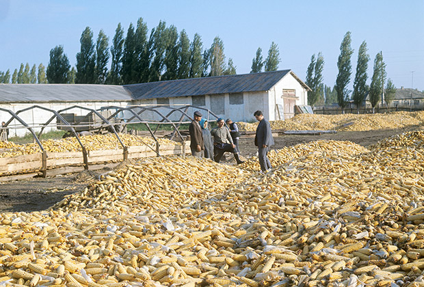 Урожай кукурузы на Украине, 1973 год