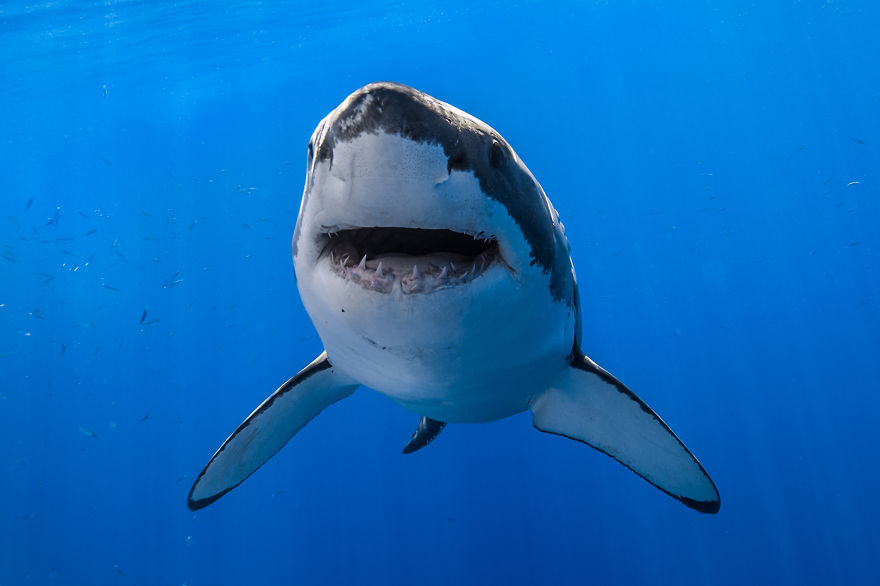 Фотограф Джордж Пробст разрушает стереотипы о белых акулах